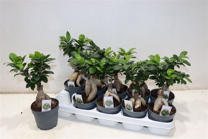 <h4>Fic Mi Ginseng</h4>
