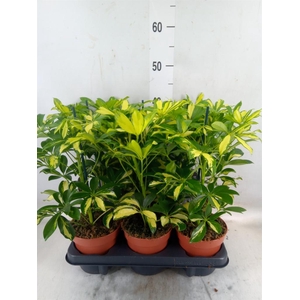 Schefflera arbor. 'Gerda'