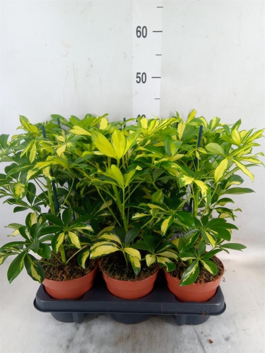 <h4>Schefflera arbor. 'Gerda'</h4>