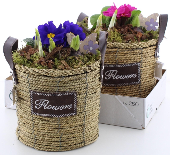 <h4>ARR PL IN SCHAAL</h4>