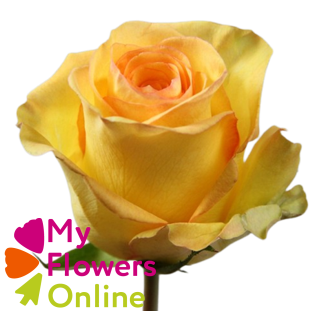 <h4>R Gr Deja Vu Yellow 60cm EC</h4>