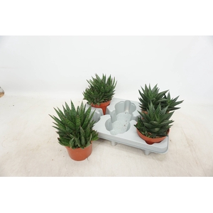 ALOE GEM