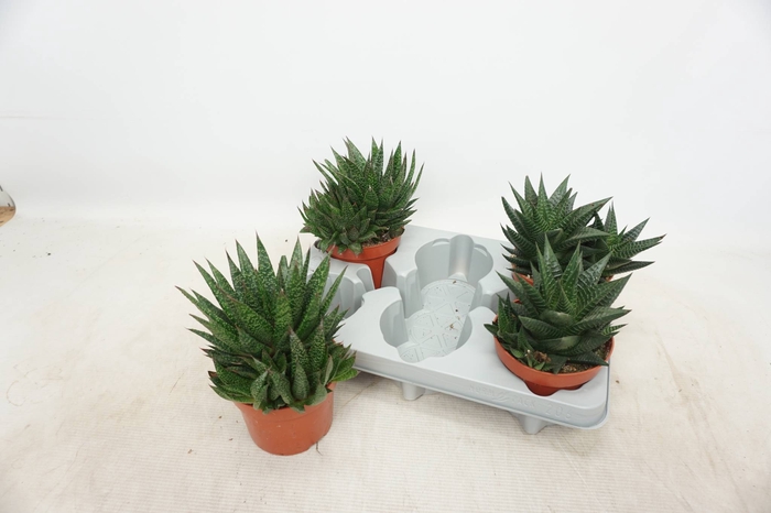 <h4>ALOE GEM</h4>