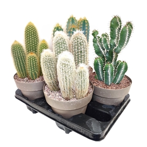 MIX COLUMN CACTUS POT Ø 16 - TRAY 4 PCS- (CACTUS)