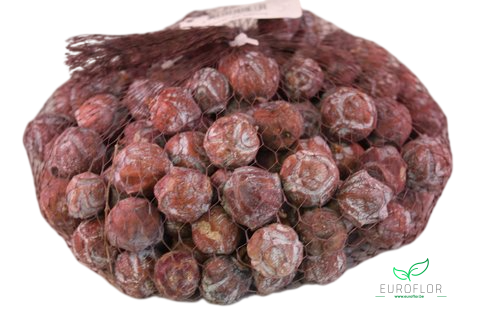 ESTRELINIA NATUREL 1KG