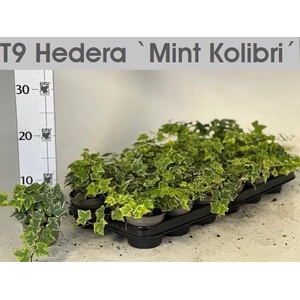 HED HE MINT KOLIBRI