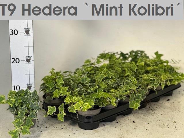 <h4>HED HE MINT KOLIBRI</h4>