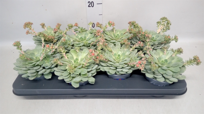 <h4>Echeveria  'Dondo'</h4>