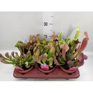 Sarracenia   ...