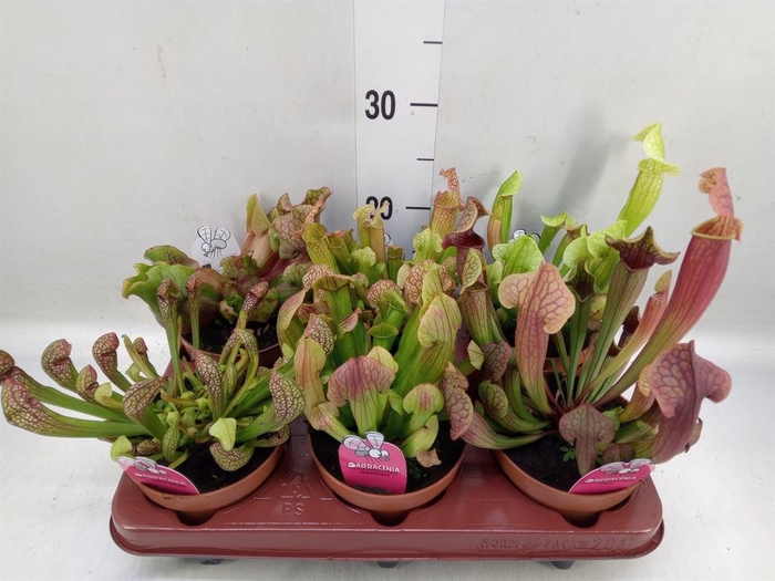 <h4>Sarracenia   ...</h4>