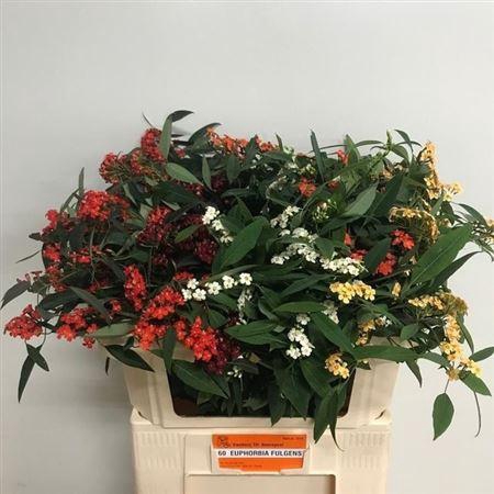 <h4>Euph F T Gem</h4>