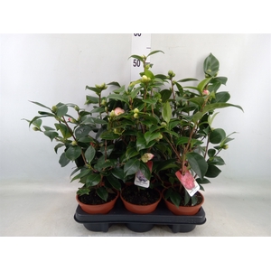 Camellia japonica