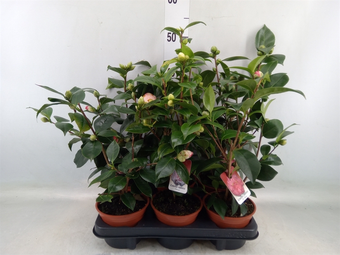 <h4>Camellia japonica</h4>