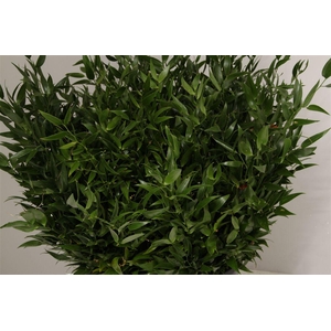 Ruscus Kort 400 Gr
