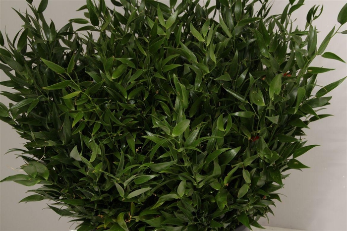 <h4>Ruscus Kort 400 Gr</h4>