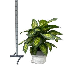 DIEFF SE TROPIC SNOW