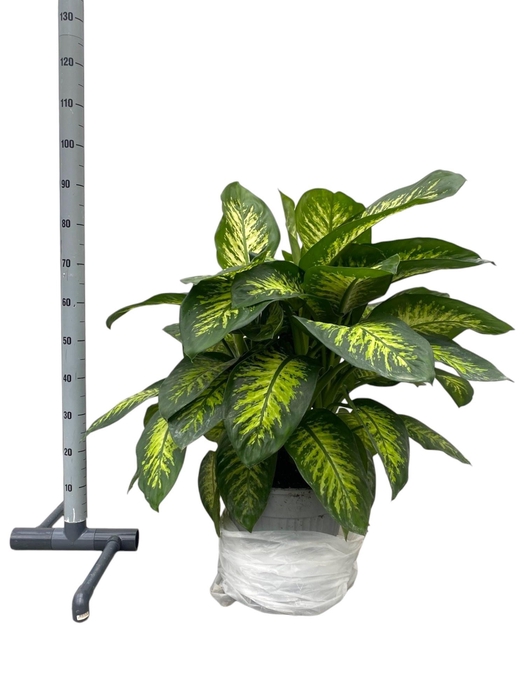 <h4>DIEFF SE TROPIC SNOW</h4>