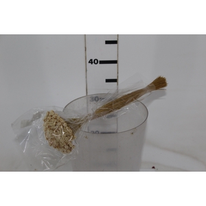 PLANTA SECA JAZIDA BEGE 30CM