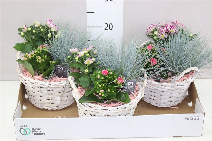 <h4>Arr Tuinplanten In Rieten Mand Met Oren</h4>