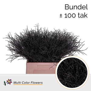 Heidelbeer (Bundel) Zwart