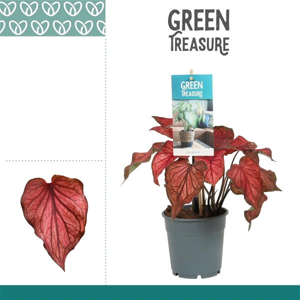 <h4>Caladium Rood</h4>