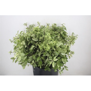Pittosp Nevato Wit 150gr P Bunch