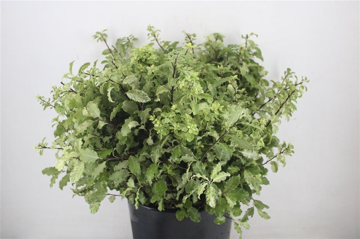 <h4>Pittosp Nevato Wit 150gr P Bunch</h4>