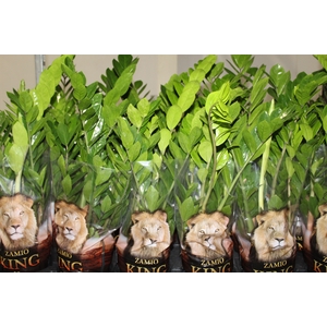 ZAMIOCULCAS P17