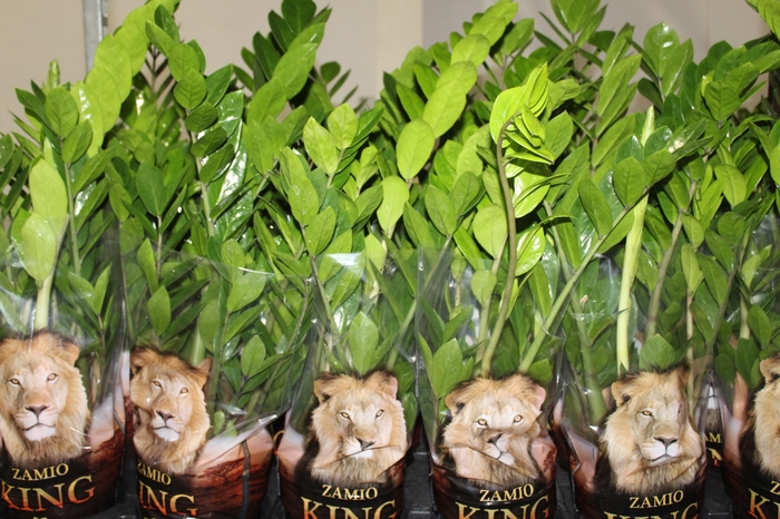 <h4>ZAMIOCULCAS P17</h4>