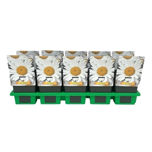 Leucanthemum (Superbum Grp) Madonna