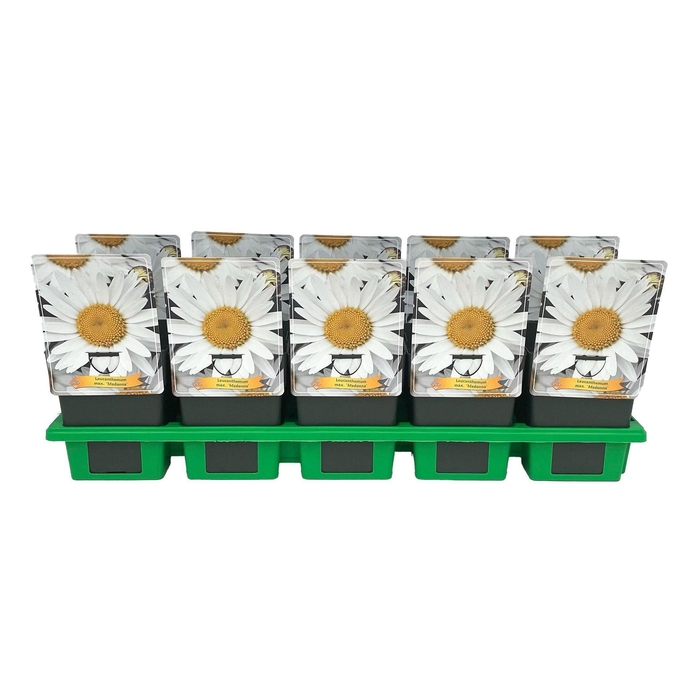 Leucanthemum (Superbum Grp) Madonna