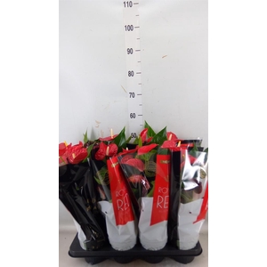 Anthurium andr. 'Michigan'