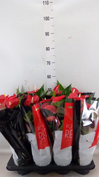 <h4>Anthurium andr. 'Michigan'</h4>