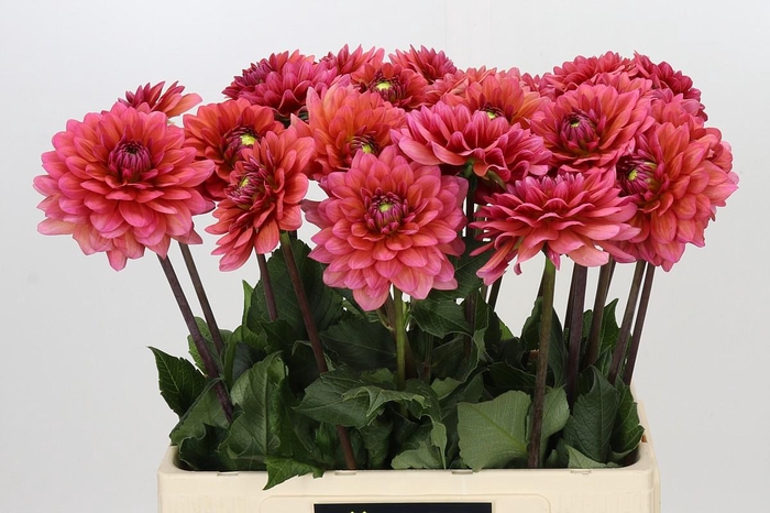 <h4>Dahlia Salmon Runner</h4>