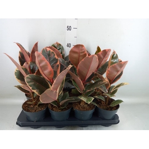 Ficus elastica 'Belize'