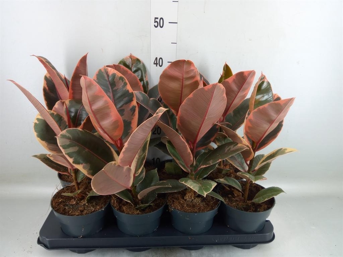 <h4>Ficus elastica 'Belize'</h4>