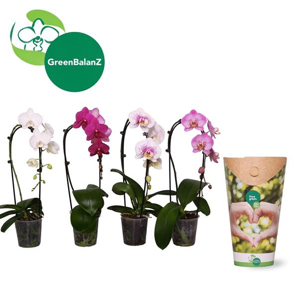 <h4>ShapeZ - Phalaenopsis CascadeZ Mix 1t 6+/55 in Potcover</h4>