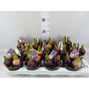 Hyacinthus orie.   ...