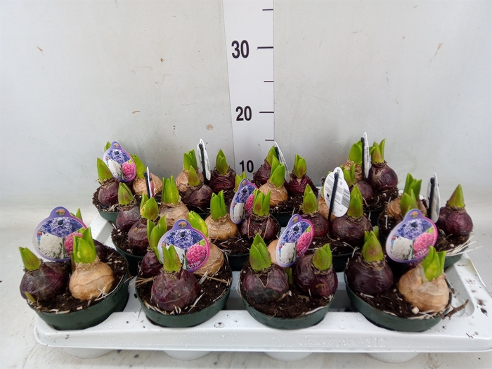 <h4>Hyacinthus orie.   ...</h4>