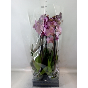 Phalaenopsis   ...lilac