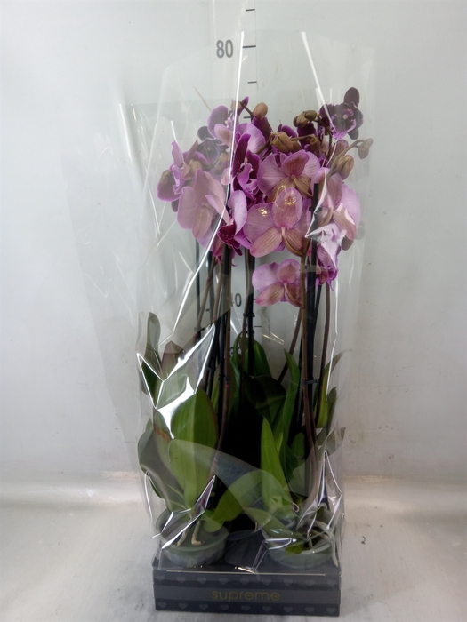 <h4>Phalaenopsis   ...lilac</h4>