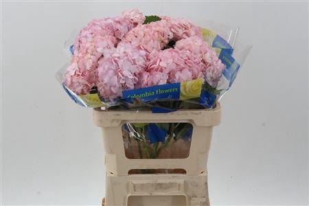 <h4>Hydra M Light Pink Select</h4>