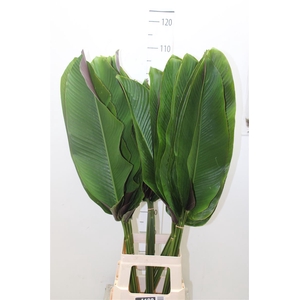 Calathea Ornata Leaf