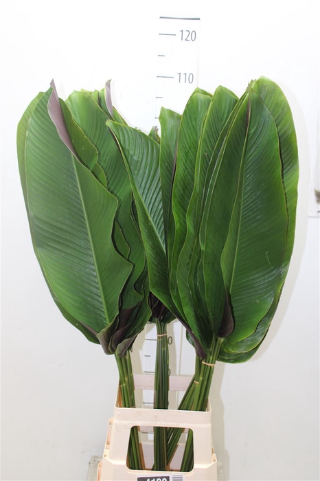 <h4>Calathea Ornata Leaf</h4>