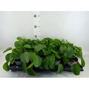 Pilea peperomioides