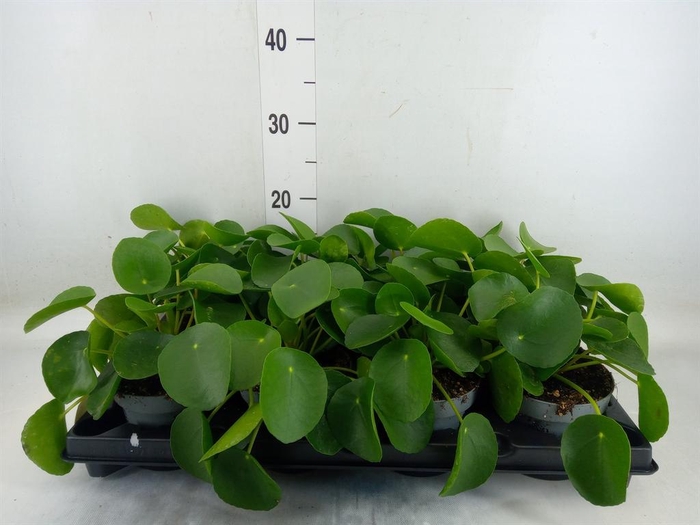 <h4>Pilea peperomioides</h4>