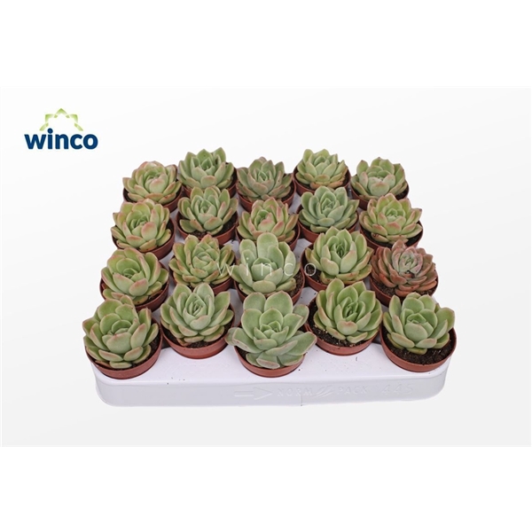 <h4>Echeveria Gilva</h4>