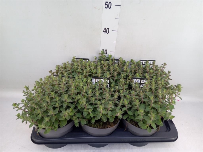 <h4>Nepeta faassenii</h4>