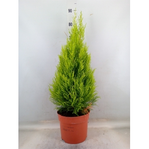 Cupressus macro. 'Goldcrest Wilma'
