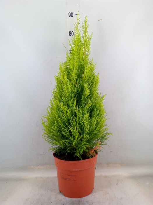 <h4>Cupressus macro. 'Goldcrest Wilma'</h4>